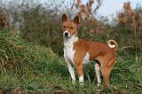 BASENJI 068